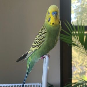 Meet your Posher, Alice